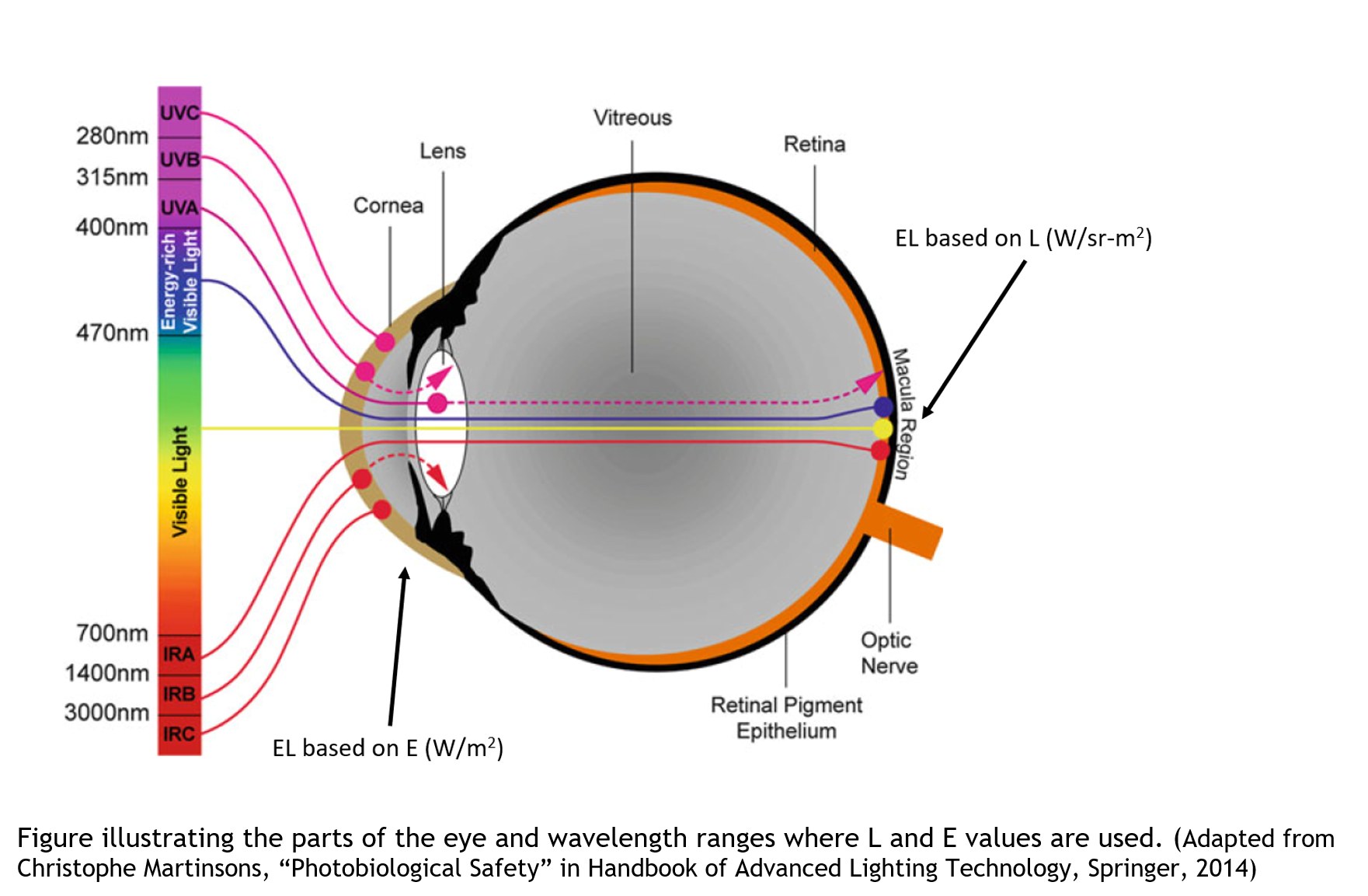 Diagram of the eye showing which wavelengths, from UV to infrared, reach the cornea, lens and retina